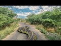 Biggest anaconda ever found  in real life  all parts