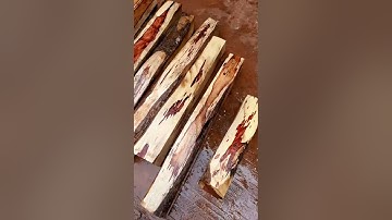 Cẩm Đột biến - Cẩm lông Chuột - Cẩm Phèo .0375611173