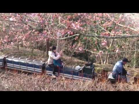 140222 M7 汽車ぽっぽで桜の中走るでちゅ♪