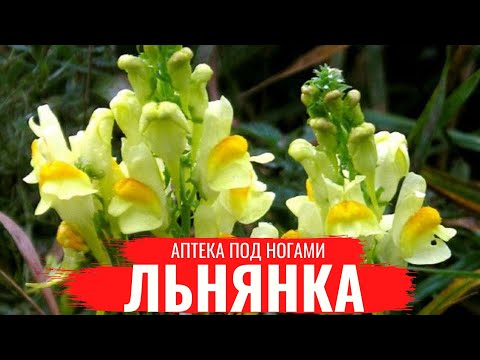 Аптека под ногами. Льнянка