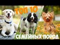 ТОП 10 собак - компаньонов для семьи