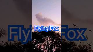 फ्लाइंग फॉक्स क्या है।। Flying Fox Kya Hai ।। What Is Flying Fox ।। competitiveexamgk gkinhindi