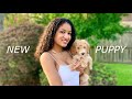 Puppy’s First Month Home | Standard Poodle