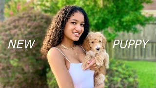 Puppy’s First Month Home | Standard Poodle