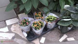 видео: Поставка растений. картинка: Поставка растений.