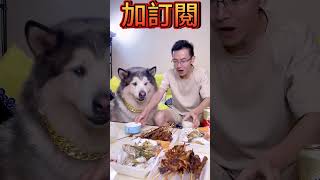 狗子對享受生活的高度,讓我好羨慕。#宠物 # 狗子成精了#狗子的迷惑行为 #正能量分享