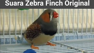 Zebra Finch Gacor | suara original zebra Finch jantan ‼️ #finch #shorts #zebrafinch