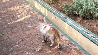 Cat in Rabat