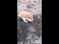 Кролик роет нору çok tatlı tavşan hardworking sweet rabbit