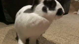 Mr rabbit part 2 by Bu1ntpancakes 119 views 1 year ago 41 seconds