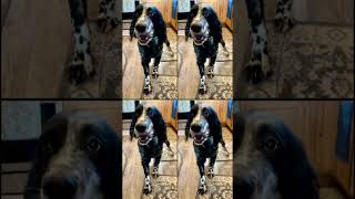 Beirl’s English setters Mason #englishsetter