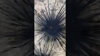 How Magnificent The Sea Urchin Tayum