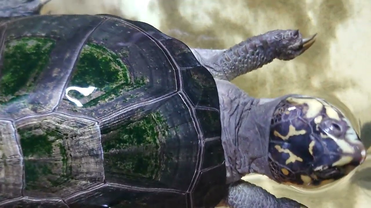 【No.741】オカバンゴハコヨコクビガメ(Pelusios bechuanicus)