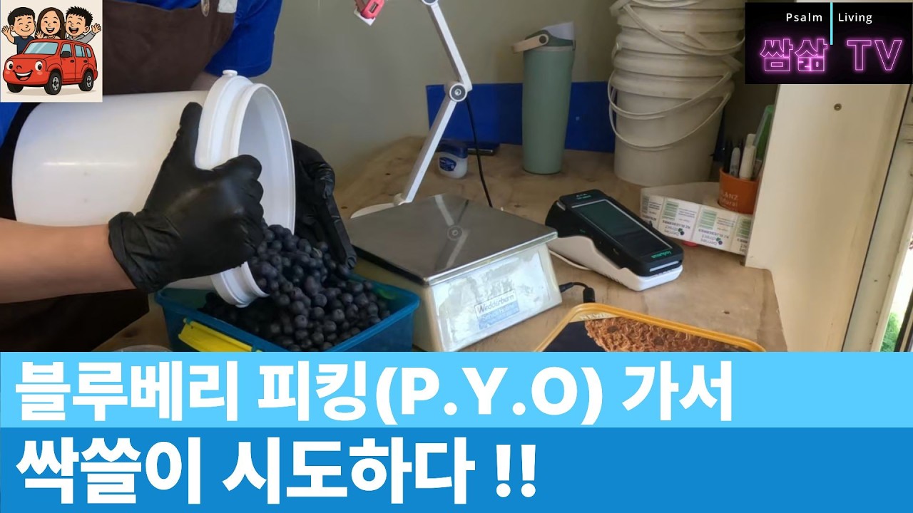 블루베리 피킹 싹쓸이