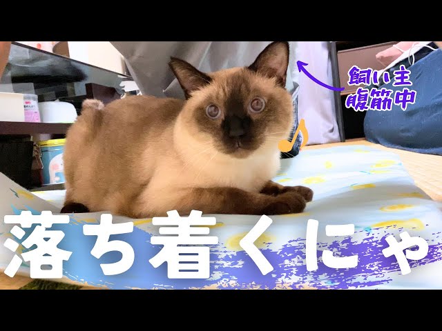 お値下げしました。シャム猫 飼い主の筋トレ中でもすかさず甘える元野良の保護猫＆高みの見物をする