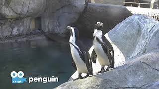Zoo Cam - Penguin Cam Episode 2
Facebook - facebook.com/sdzsafaripark
Instagram - instagram.com/sdzsafaripark
Twitter - twitter.com/sdzsafaripark
Tumblr - sandiegozoo.tumblr.com
Pinterest - pinterest.com/sandiegozoo Zoo Cam - Penguin Cam Episode 2