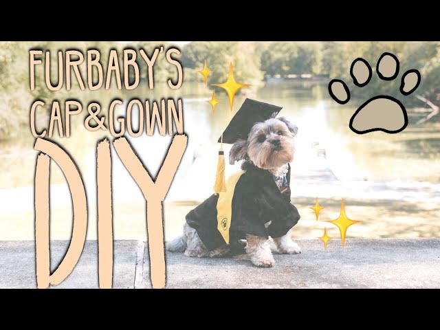 Cute and Funny Chihuahua Graduate | Chihuahua Dressed in a Graduation Cap  and Gown