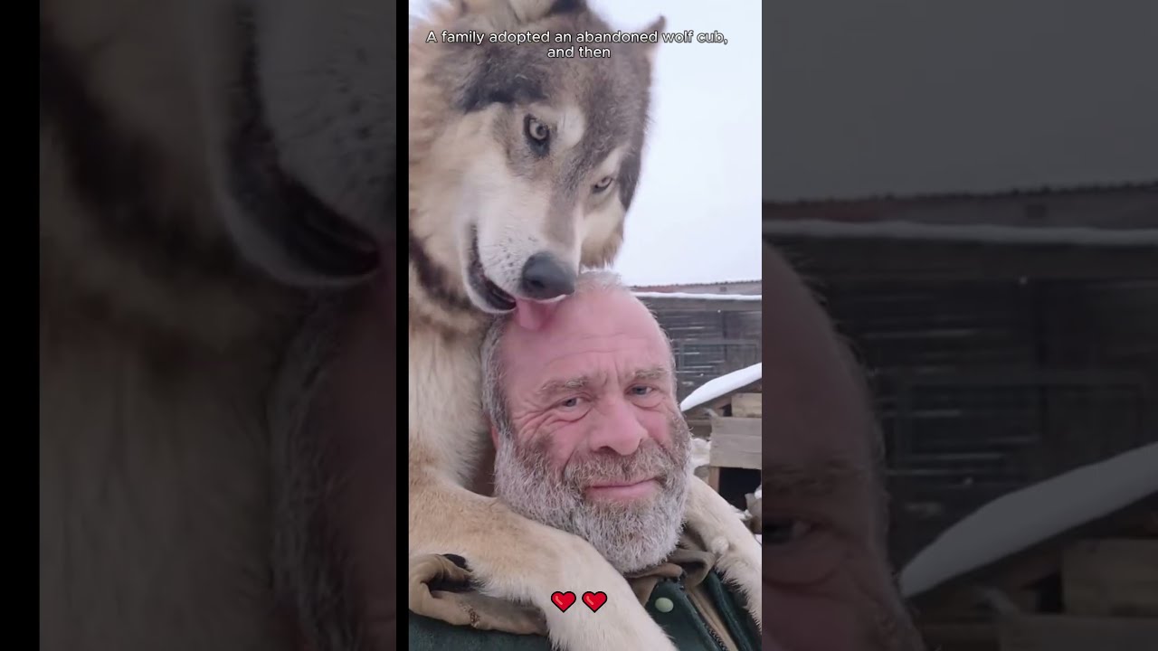 A Family Adopted An Abandoned Wolf Cub And Then Loveanimals Shorts