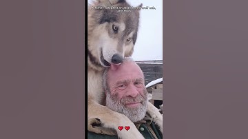 A family adopted an abandoned wolf cub, and then #wolf #loveanimals #shorts