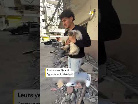 لبنان: قطتان نجا من الهاويات