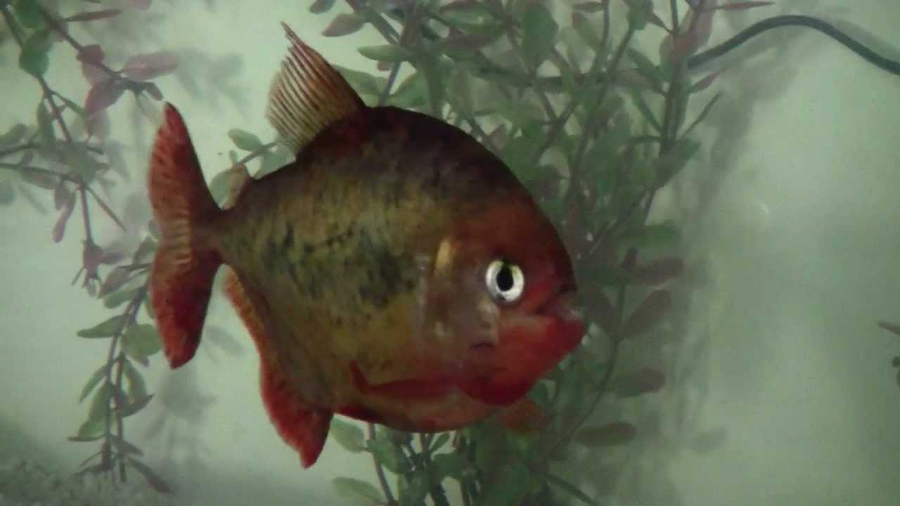 Pristobrycon maculipinnis - courtesy of Oliver Blatnik - Venezuela