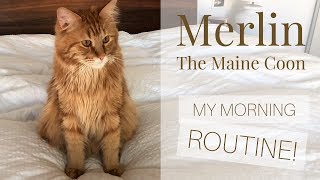 Merlin the Maine Coon - MY MORNING ROUTINE! by Merlin the Maine Coon 4,286 views 4 years ago 2 minutes, 56 seconds