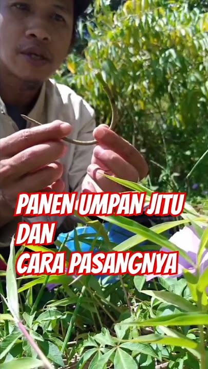 Tutorial Umpan Jitu #mahseerfishing #mancingsungai #fishing