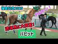 【福島記念2025】何度目？誘導馬に興奮しておてぃんを元気にさせてやらかしちゃう金髪イケメン⭐︎バビット