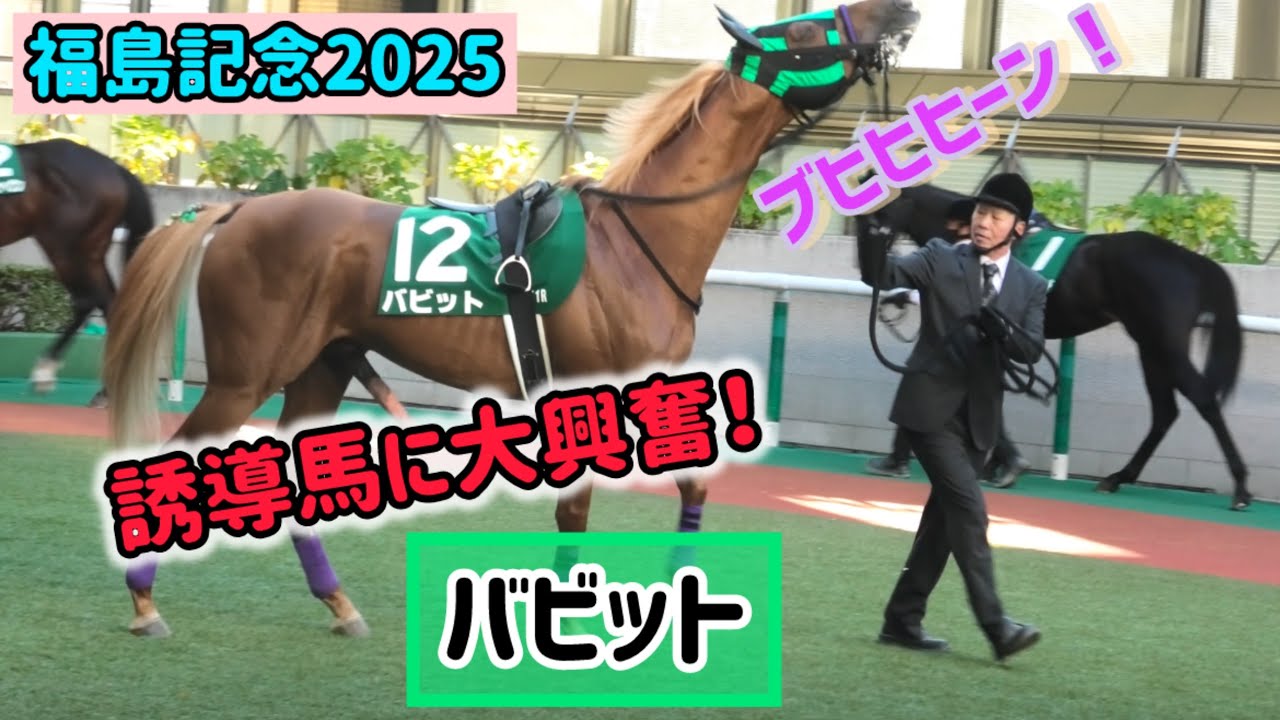 【福島記念2025】何度目？誘導馬に興奮しておてぃんを元気にさせてやらかしちゃう金髪イケメン⭐︎バビット