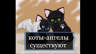 КОТЫ АНГЕЛЫ КОТЫ АНГЕЛЫ