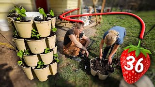 Planting 36 strawberries in 2 Square Ft. by Justin Rhodes 34,462 views 2 weeks ago 10 minutes, 32 seconds