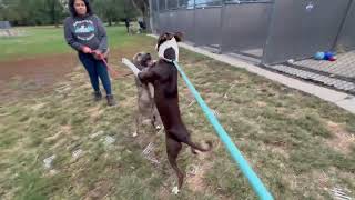 Bronze & Fernanda leash test