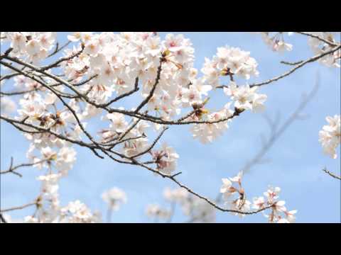 AJISAI 「桜並木」　歌詞付き