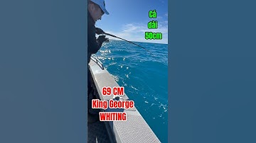 P1 Câu cá ở Úc: câu cá đục Úc | King George Whiting fishing South Australia #shorts