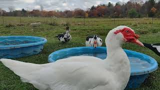 a nice autumn day with the Muscovy ducks ☺️ 10-27-2023