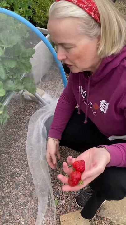 Andrea pulls the first Strawberries from our garden in 2025. #backyardgarden #strawberries