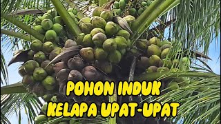 POHON KELAPA UPAT-UPAT BUAH LEBAT SEBAGAI SUMBER BENIH. info 082137592522