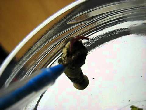 Chemical Defense of Giant Swallowtail Butterfly (Papilio cresphontes) - larva (caterpillar) - video from All Things Bugs