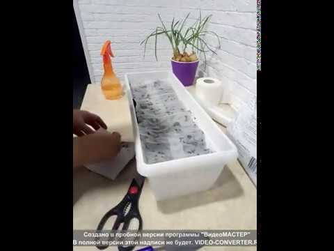 Как посадить шпинат