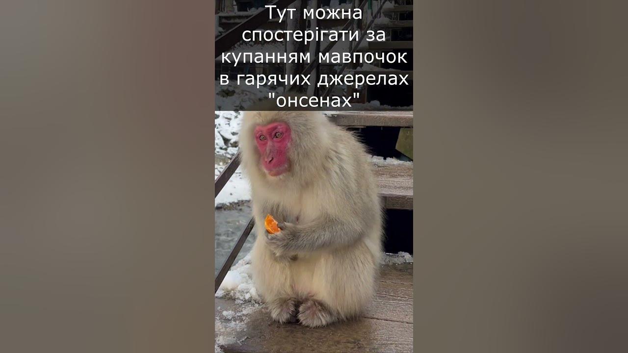 ПАРК в ЯПОНІЇ, де живуть снігові МАВПОЧКИ. Снігові мавпочки купаються в ...