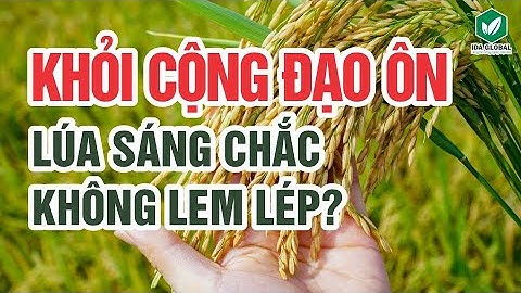Thuốc xịt lem lép hạt mà nông dân KHỎI CỘNG ĐẠO ÔN “NHẸ CÔNG, RẺ TIỀN” MÀ LÚA VẪN SÁNG ĐẸP?