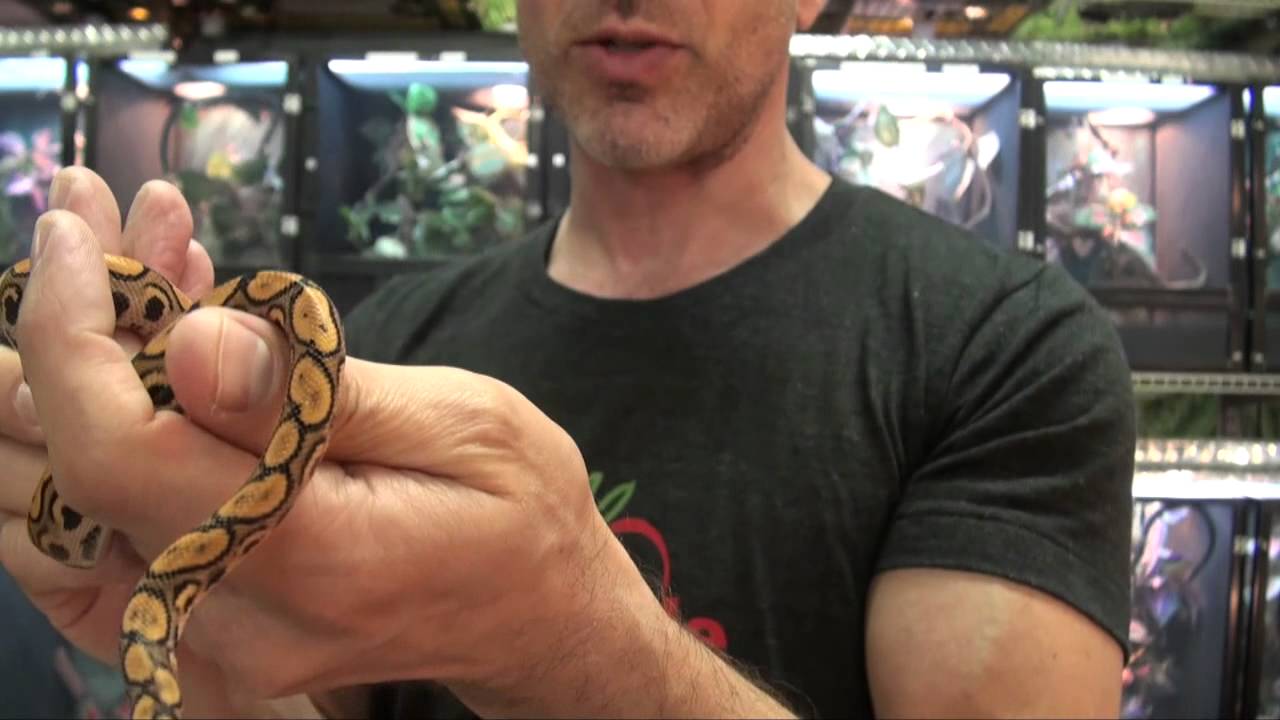 Brazilian Rainbow Boas For Sale. Buy at Big Apple Pet with Same Day Shipping.