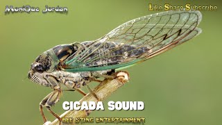 Mo Jordan. brings  Cicada Sounds in Nature #cicada #nature
