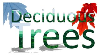 Deciduous Trees 6 Types Introduced