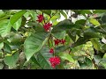 Brackenridgea australiana Plant Video