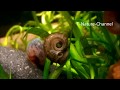 Posthornschnecke mit Loch im Schneckenhaus - PHS with hole in snail shell