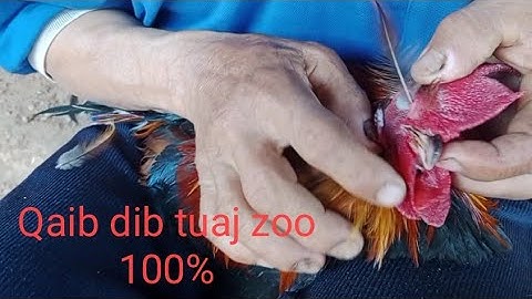 Qaib dib tuaj zoo 100% (qhia sim nrws qaib dib)