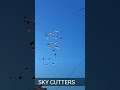 Sky cutters in foreign pigeon love 