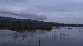 Murmuration, RSPB Mersehead, 27.01.2017