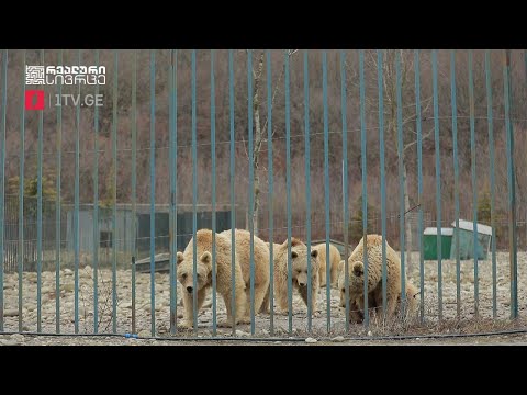 რეალური სივრცე - რას შეცვლის ახალი კანონი ადამიანის ოთხფეხა მეგობრებისთვის #LIVE